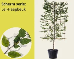 Lei-Haagbeuk - Scherm