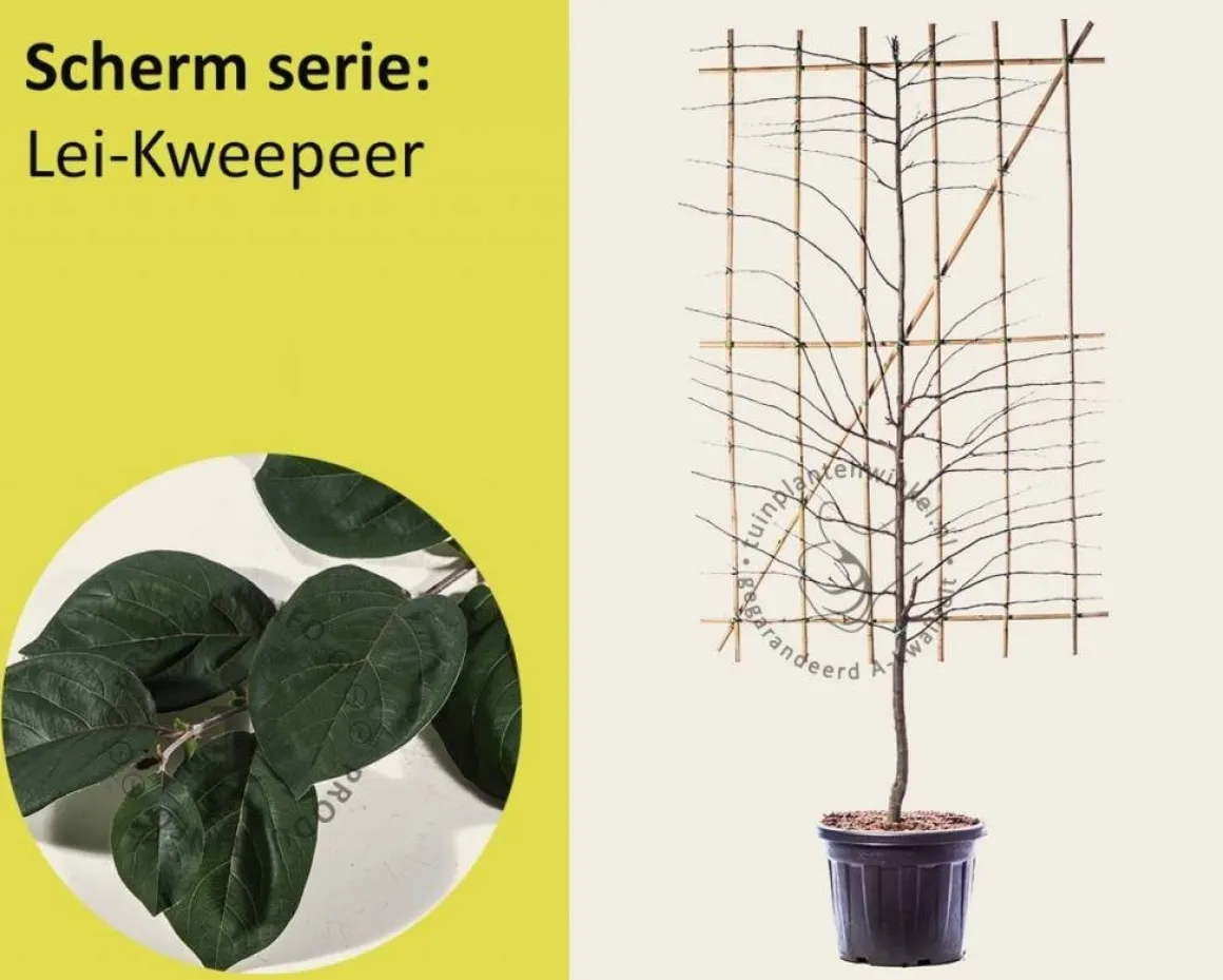 Lei-Kweepeer - Scherm