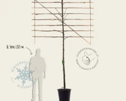 Leilinde - Rek 200x130 cm