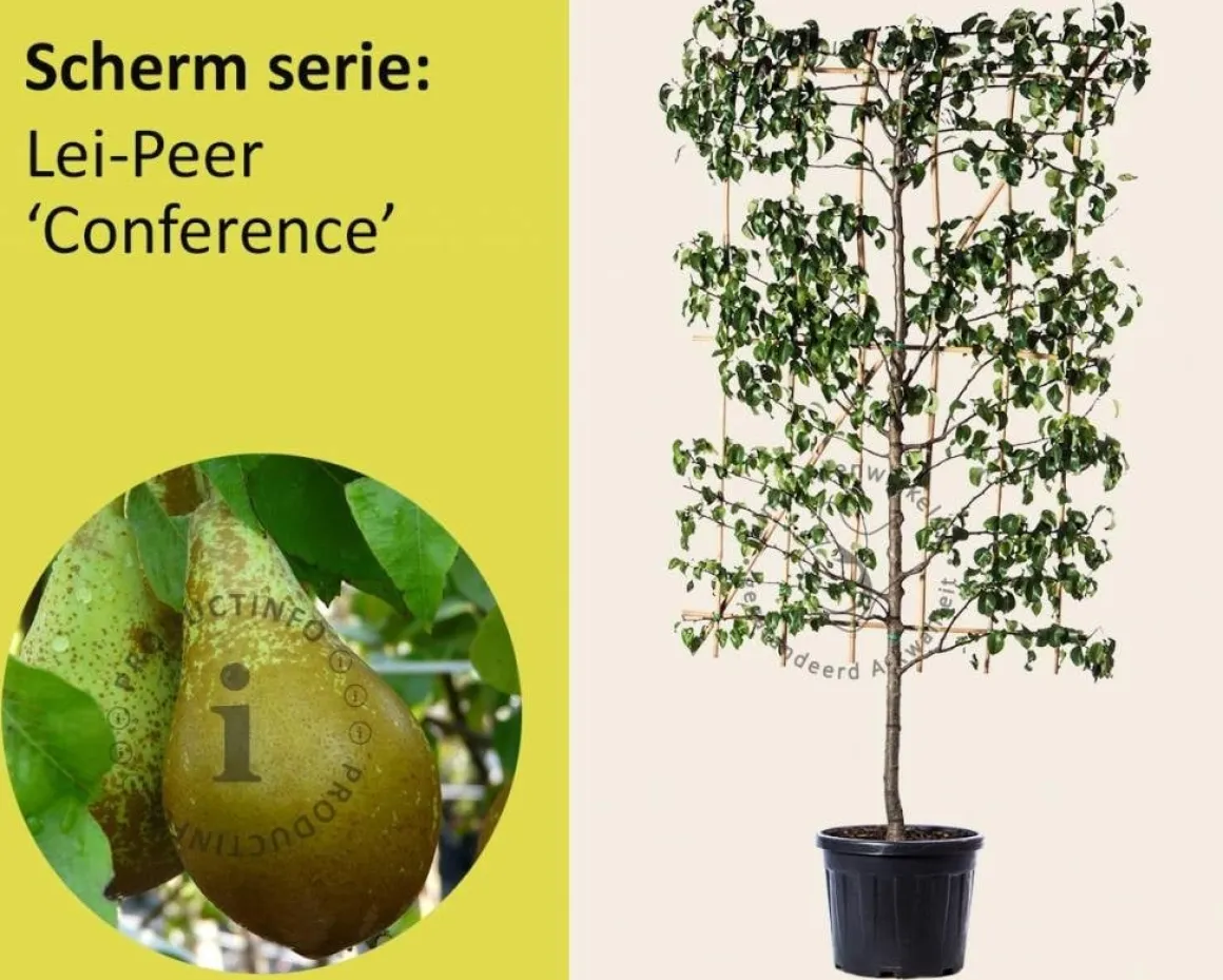 Lei-Peer 'Conference' - Scherm