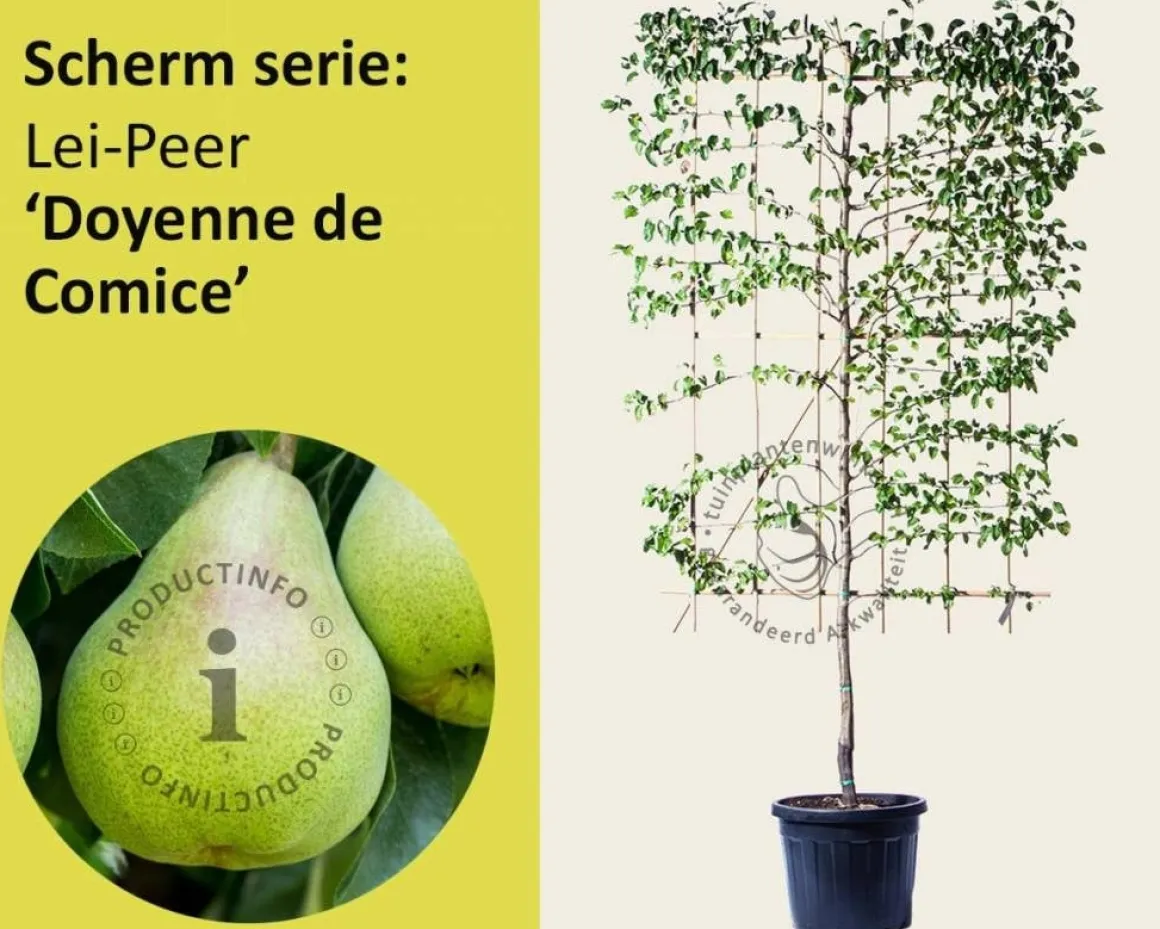 Lei-Peer 'Doyenne du Comice' - Scherm