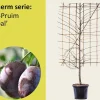 Lei-Pruim 'Opal' - Scherm