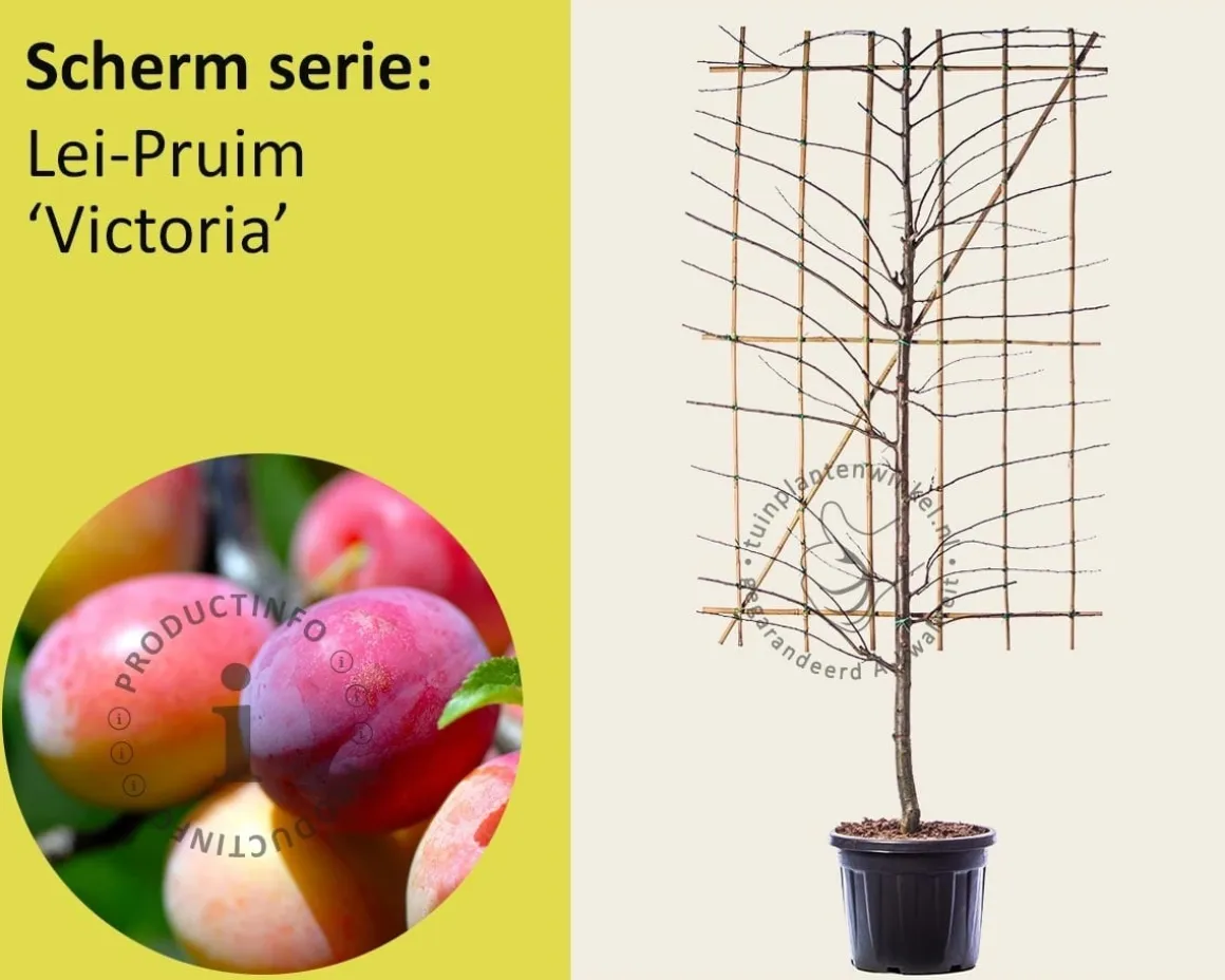Lei-Pruim 'Victoria' - Scherm