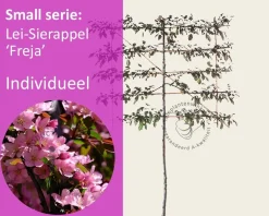 Lei-Sierappel 'Freja' - Rek 120x90 cm
