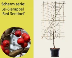 Lei-Sierappel 'Red Sentinel' - Scherm