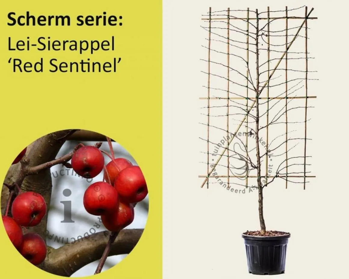 Lei-Sierappel 'Red Sentinel' - Scherm