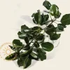 Lei-Sierpeer 'Chanticleer' - Scherm