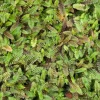 Leptinella squalida