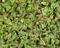 Leptinella squalida