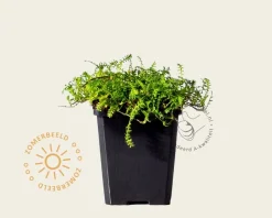 Leptinella squalida