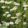 Leucanthemum vulgare
