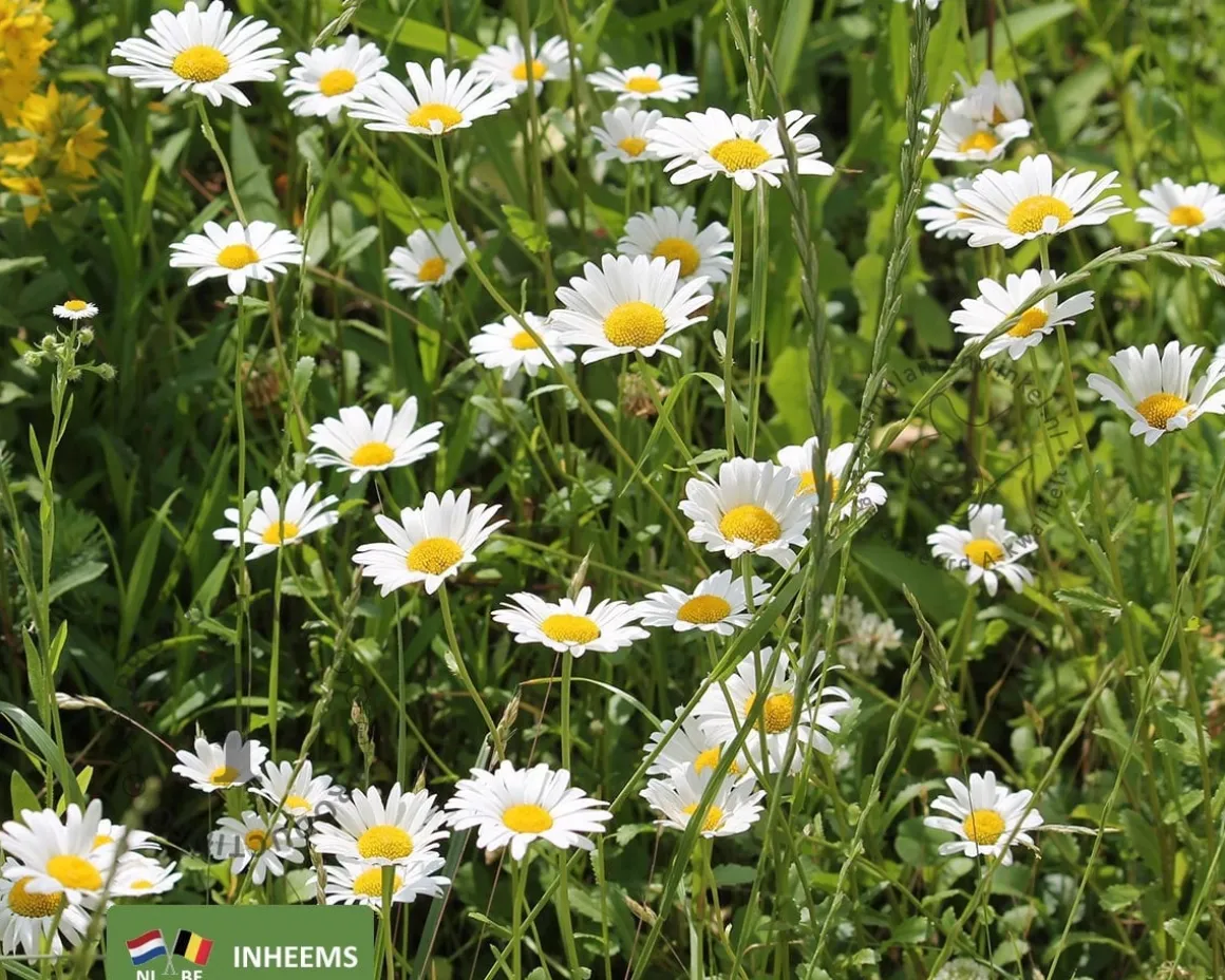 Leucanthemum vulgare
