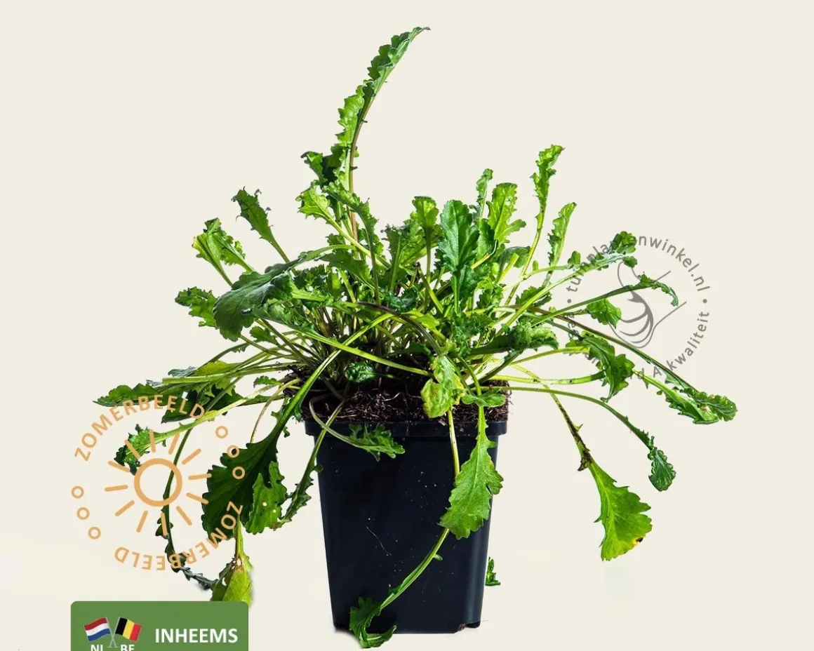 Leucanthemum vulgare