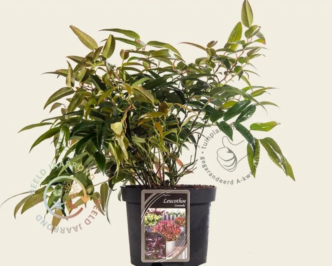 Leucothoe axillaris 'Carinella'