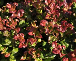 Leucothoe axillaris 'Curly Red'