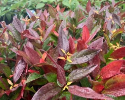 Leucothoe axillaris 'Zeblid'