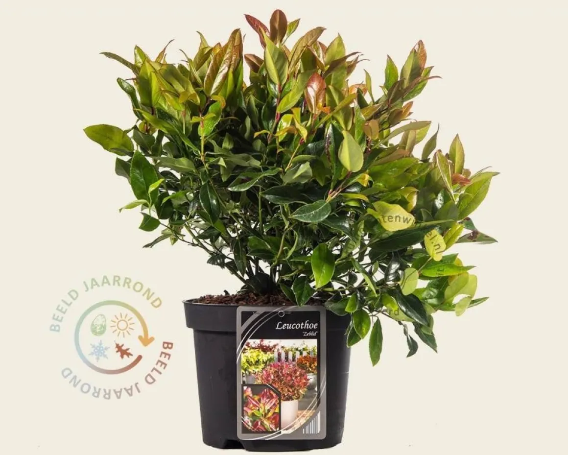 Leucothoe axillaris 'Zeblid'