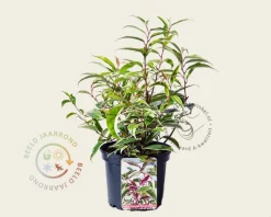 Leucothoe fontanesiana 'Whitewater'