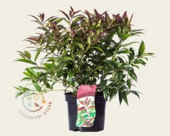 Leucothoe keiskei 'Royal Ruby'