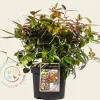 Leucothoe walteri 'Lovita'