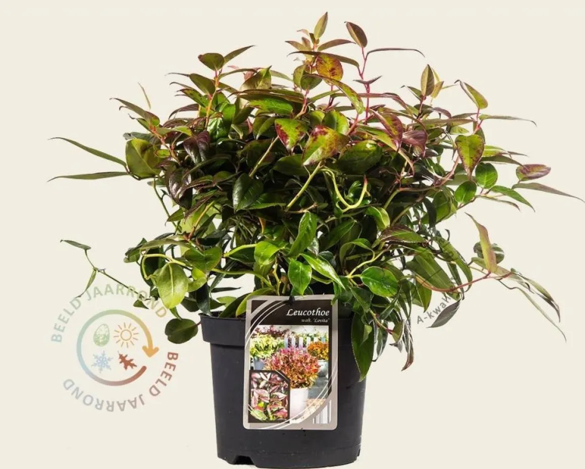 Leucothoe walteri 'Lovita'