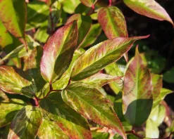 Leucothoe walteri 'Rainbow'