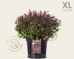Leucothoe 'Zeblid' - XL