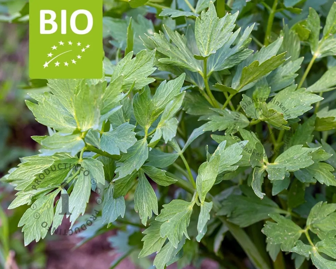 Levisticum officinale Puur