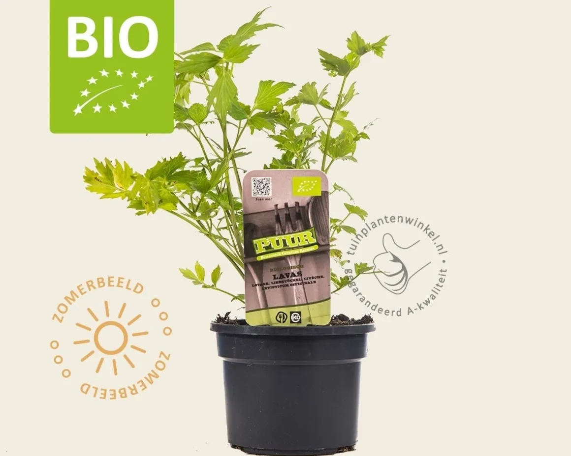Levisticum officinale Puur