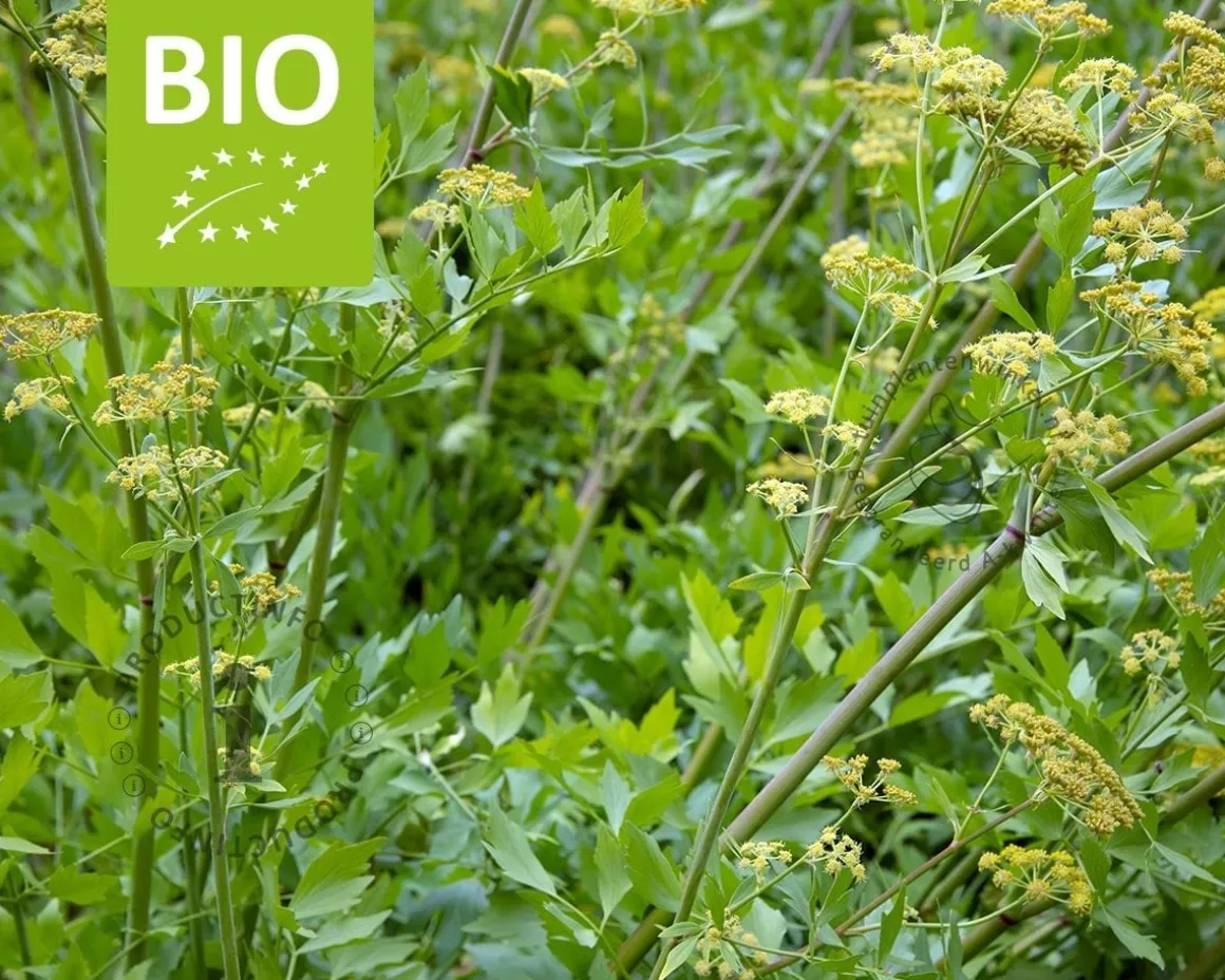Levisticum officinale Puur
