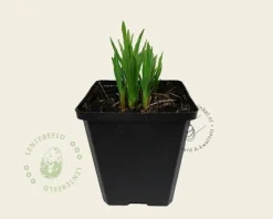 Liatris spicata 'Kobold'
