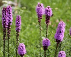 Liatris spicata 'Kobold'