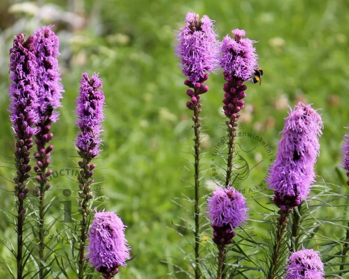 Liatris spicata 'Kobold'