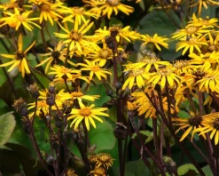 Ligularia dentata 'Othello'
