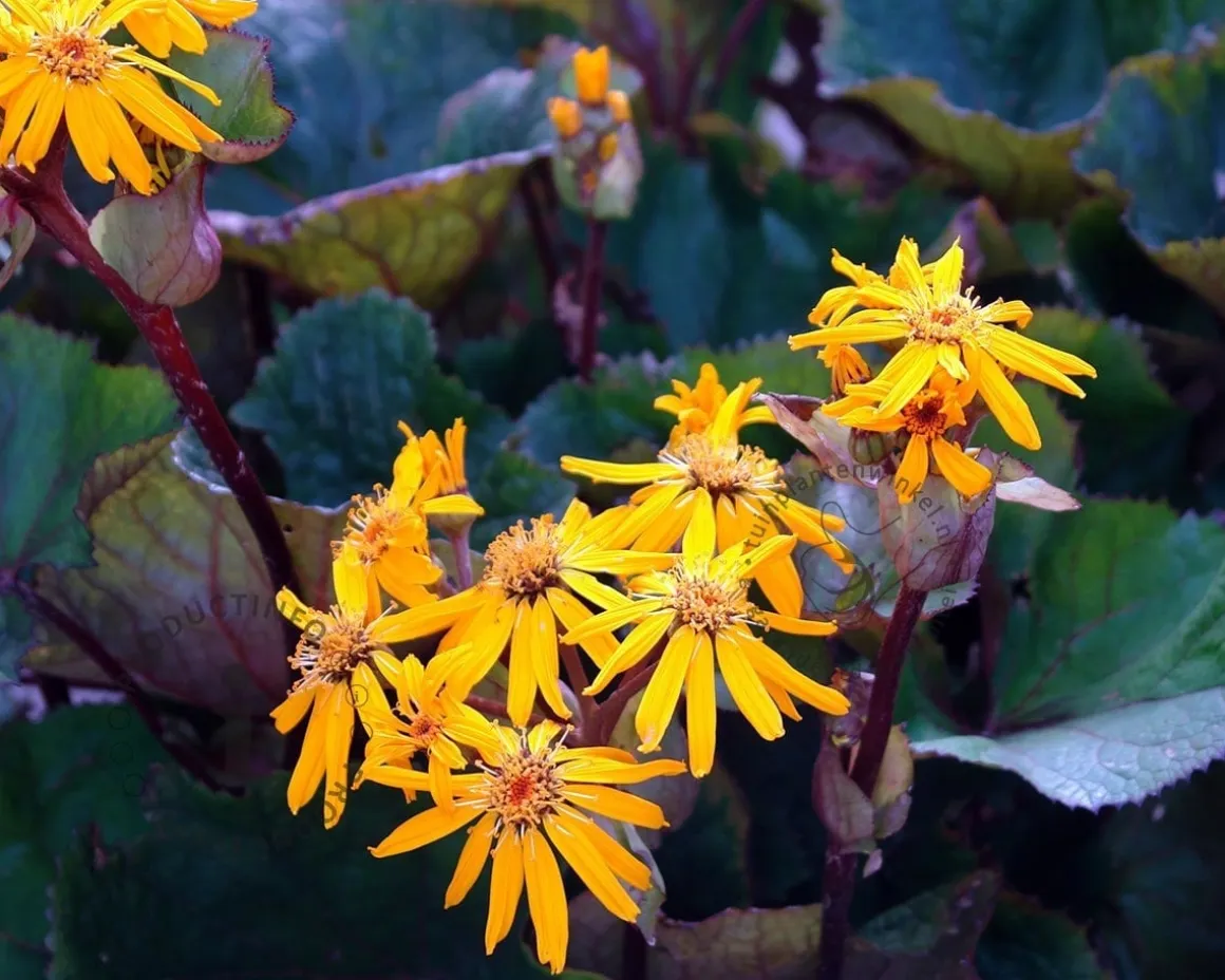 Ligularia dentata 'Othello'
