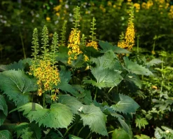 Ligularia stenocephala 'The Rocket'