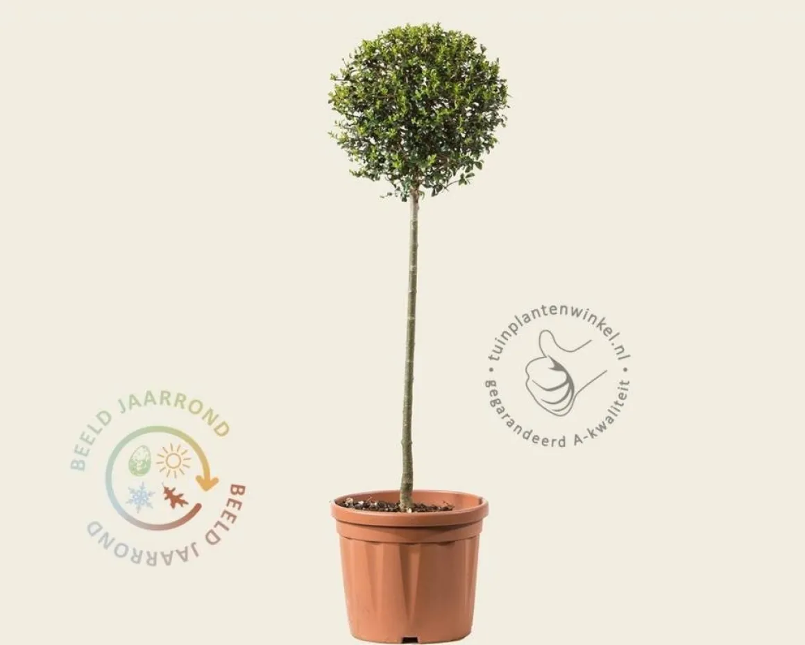 Ligustrum delavayanum - op stam