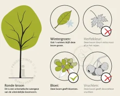 Ligustrum japonicum