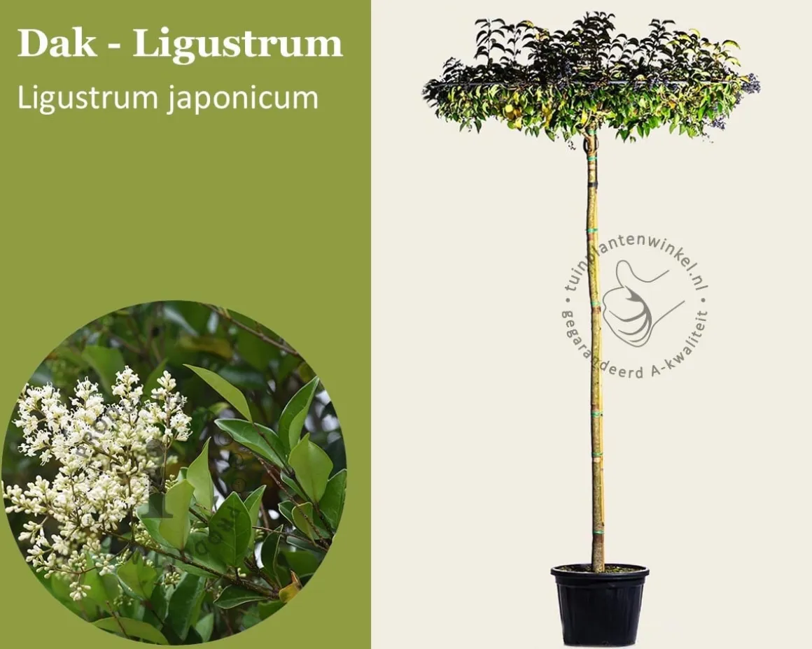 Ligustrum japonicum dakboom