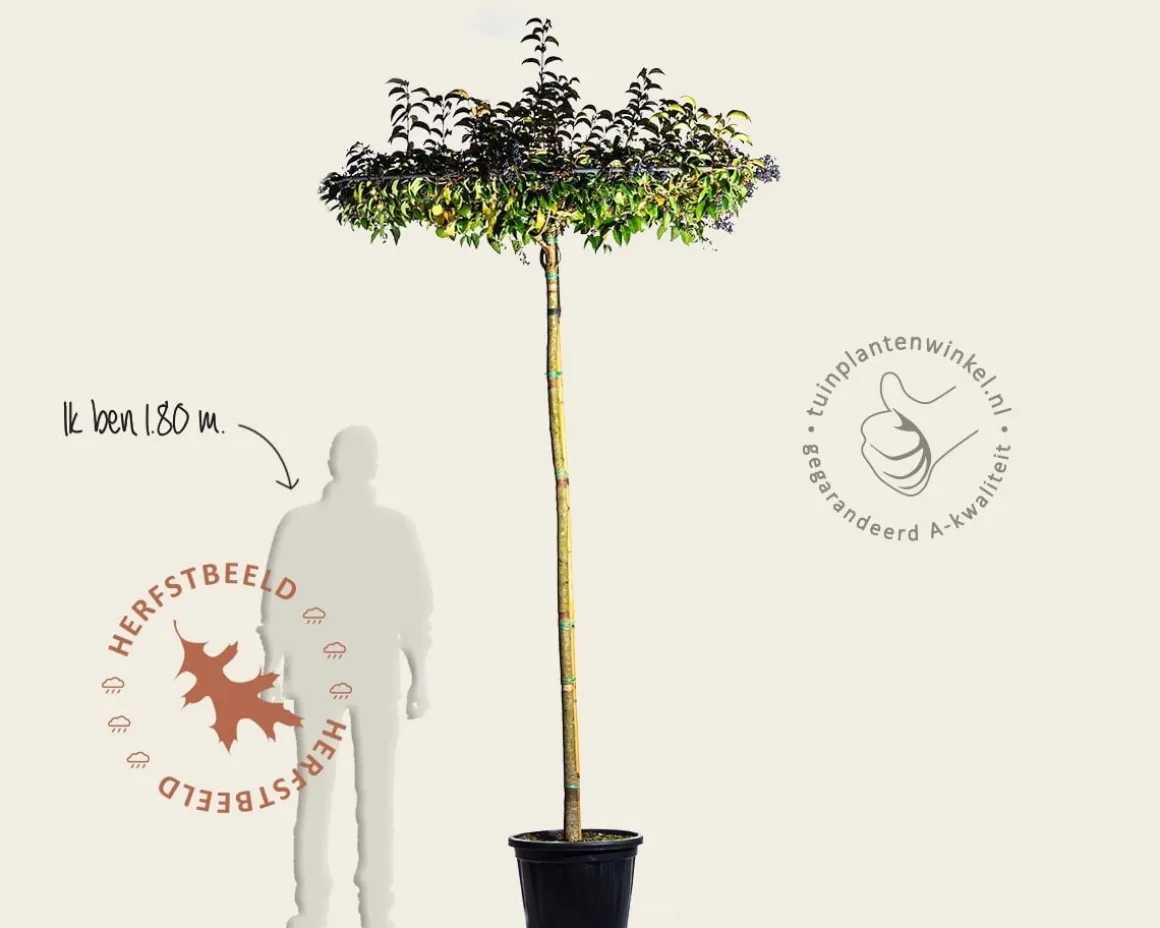 Ligustrum japonicum dakboom