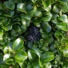 Ligustrum japonicum 'Rotundifolium'