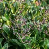 Ligustrum japonicum 'Texanum' - op stam