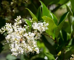 Ligustrum japonicum 'Texanum' - op stam