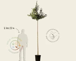 Ligustrum japonicum 'Texanum' - op stam