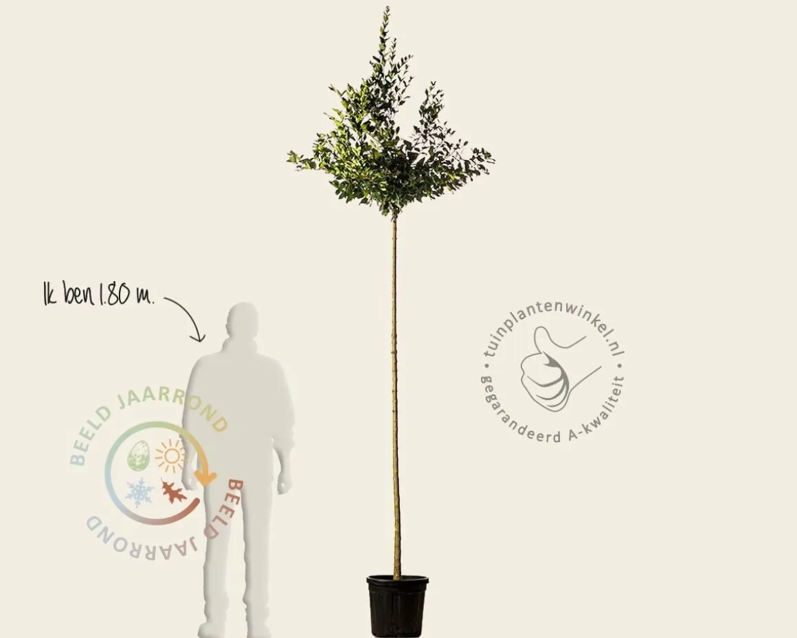 Ligustrum japonicum 'Texanum' - op stam