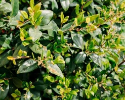 Ligustrum japonicum 'Texanum' - op stam