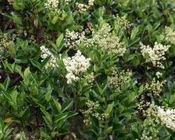 Ligustrum lucidum