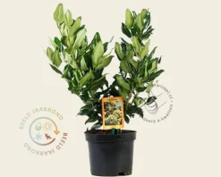 Ligustrum lucidum
