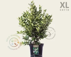 Ligustrum lucidum - XL