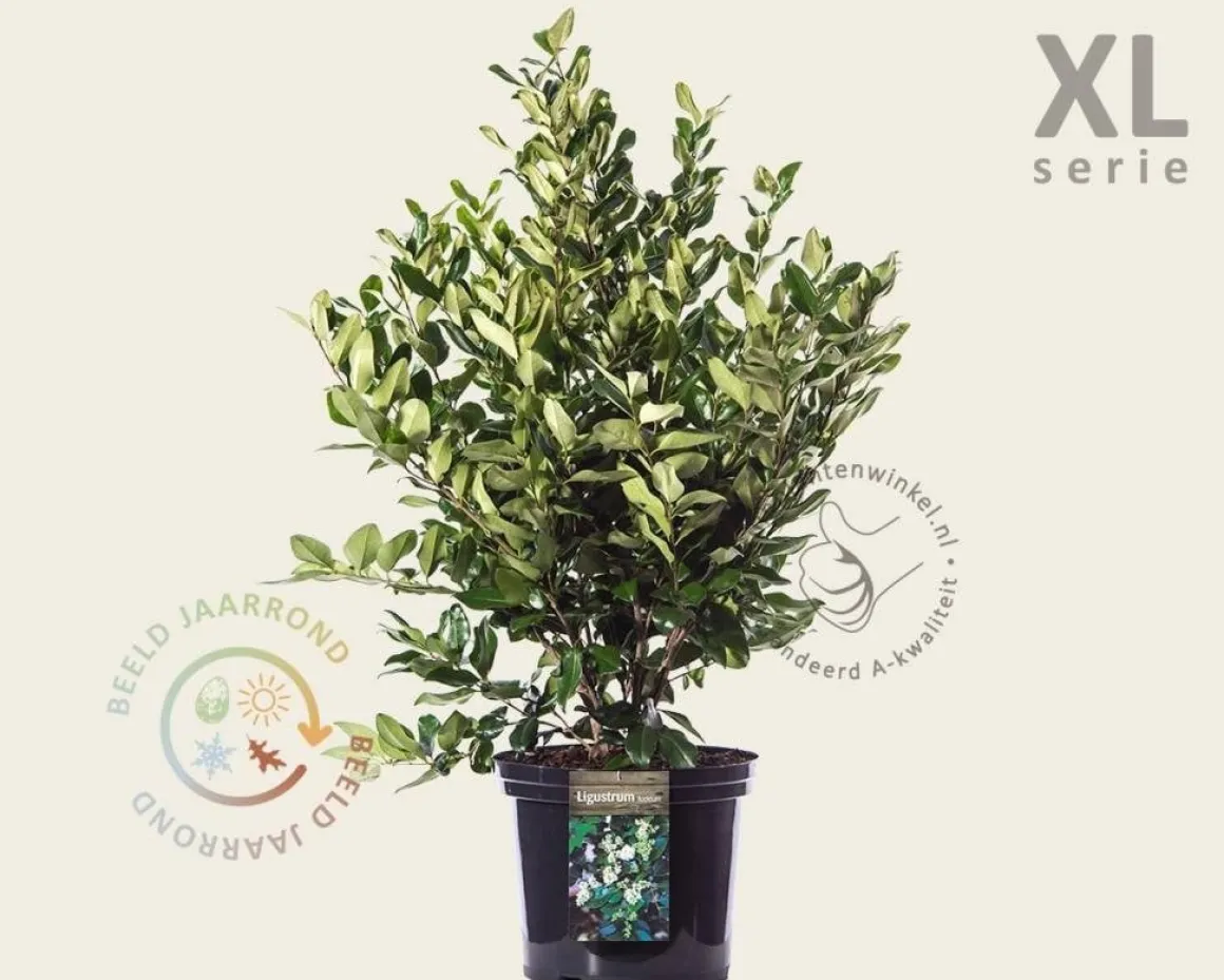 Ligustrum lucidum - XL